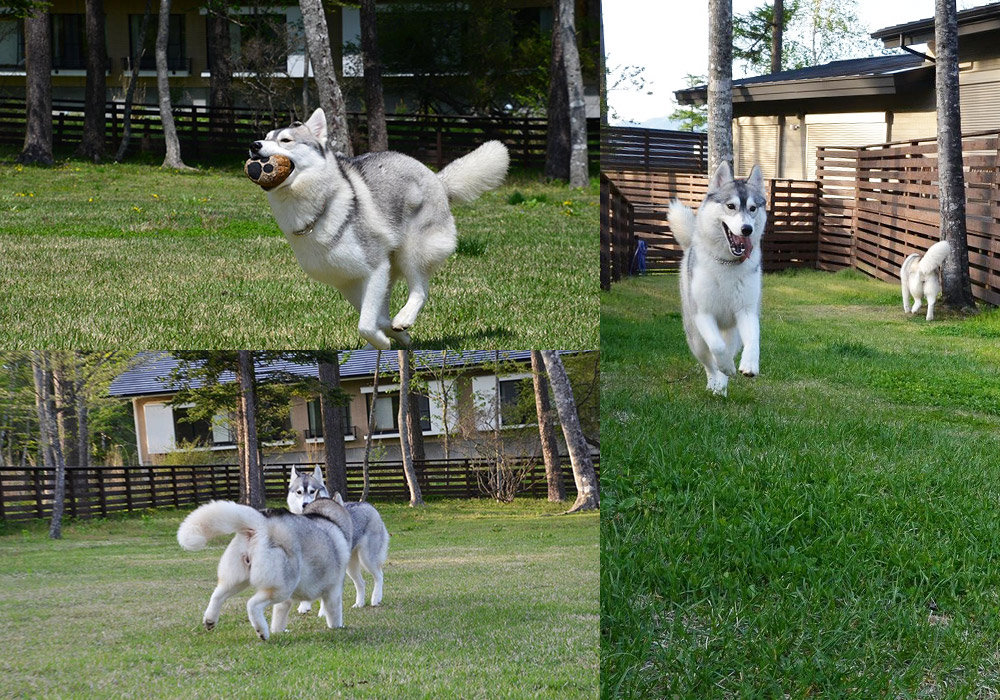 広々としたドッグランとデッキで愛犬も快適