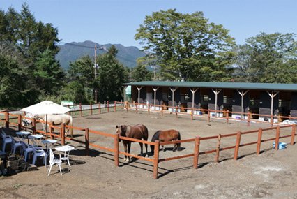 馬は人がコミュニケート力を 育む相手として最高のパートナー