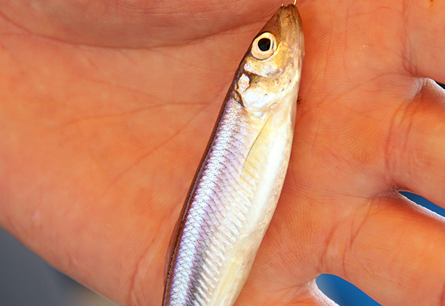 釣って楽しい、食べて美味しい　ワカサギは山中湖からの贈り物