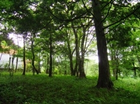 【南傾斜】この山は私のお庭。（富士月見丘2-25-2・3）